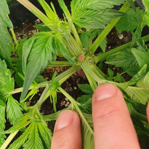 Blueberry Auto #1 Indoor Winter 2023/24 growlog photo: 5 días después de la rotura del brote del tallo, ha cicatrizado y no parece que vaya a crecer más. Habrá que ver cuánto crecen y se desarrollan las ramas laterales