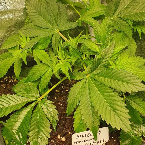 Blueberry Auto #1 Indoor Winter 2023/24 growlog photo: 5 días después de la rotura del brote del tallo, ha cicatrizado y no parece que vaya a crecer más. Habrá que ver cuánto crecen y se desarrollan las ramas laterales