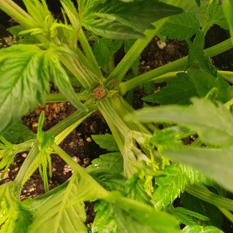 Blueberry Auto #1 Indoor Winter 2023/24 growlog photo: 5 días después de la rotura del brote del tallo, ha cicatrizado y no parece que vaya a crecer más. Habrá que ver cuánto crecen y se desarrollan las ramas laterales