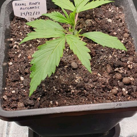 Royal Runtz Auto #1 Indoor Winter 2023/24 growlog photo: Hasta ahora todo parece ir bien.