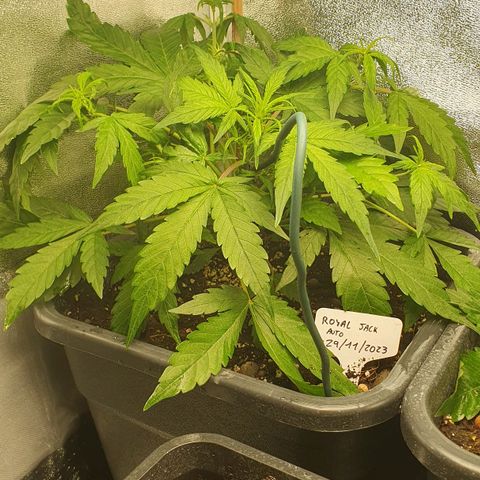 Royal Jack Auto #1Indoor Winter 2023/24 growlog timeline photo
