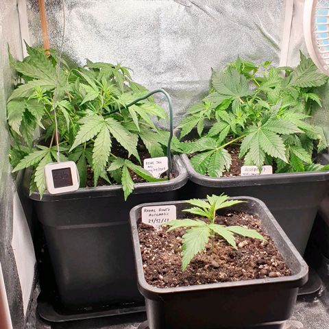 Blueberry Auto #1 Indoor Winter 2023/24 growlog timeline photo