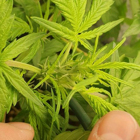 Royal Jack Auto #1Indoor Winter 2023/24 growlog photo: Han aparecido los primeros Pistilos