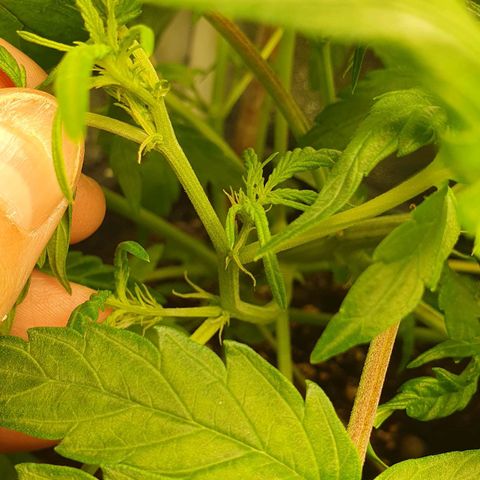 Royal Jack Auto #1Indoor Winter 2023/24 growlog photo: Han aparecido los primeros Pistilos