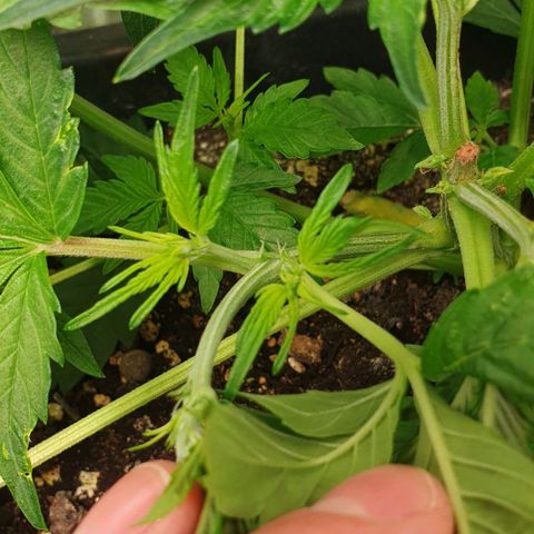Blueberry Auto #1 Indoor Winter 2023/24 growlog photo: Han aparecido los primeros Pistilos