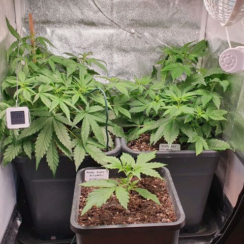 Blueberry Auto #1 Indoor Winter 2023/24 growlog timeline photo