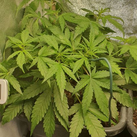 Royal Jack Auto #1Indoor Winter 2023/24 growlog timeline photo