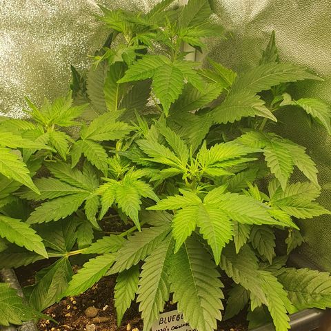 Blueberry Auto #1 Indoor Winter 2023/24 growlog timeline photo