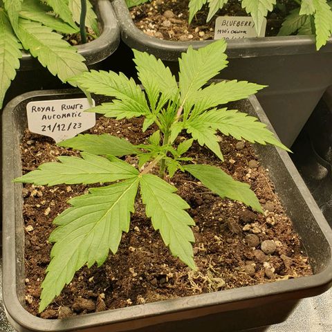 Royal Runtz Auto #1 Indoor Winter 2023/24 growlog timeline photo