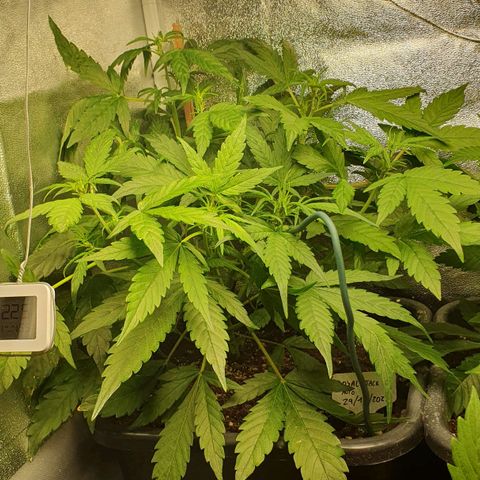 Royal Jack Auto #1Indoor Winter 2023/24 growlog timeline photo