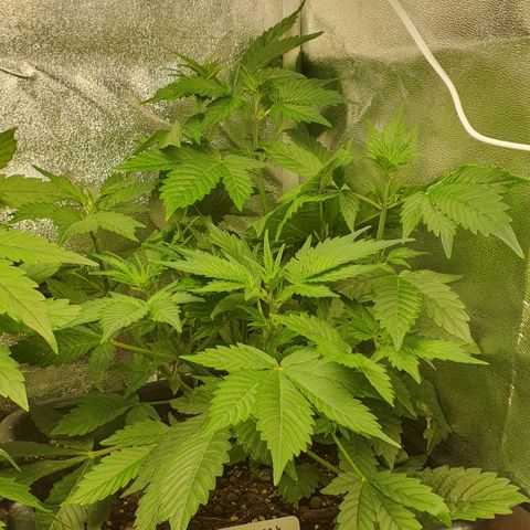 Blueberry Auto #1 Indoor Winter 2023/24 growlog timeline photo