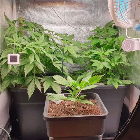 Blueberry Auto #1 Indoor Winter 2023/24 growlog timeline photo