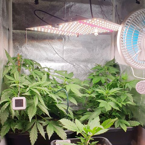 Blueberry Auto #1 Indoor Winter 2023/24 growlog timeline photo