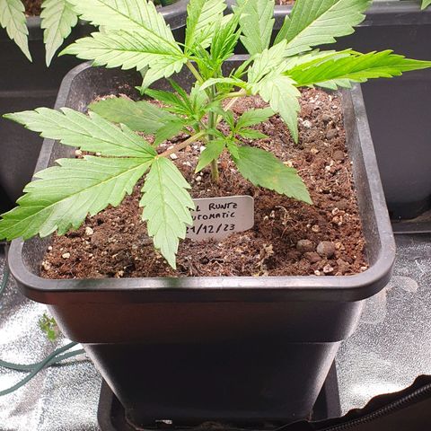 Royal Runtz Auto #1 Indoor Winter 2023/24 growlog timeline photo