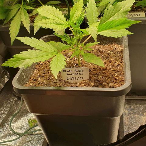 Royal Runtz Auto #1 Indoor Winter 2023/24 growlog timeline photo