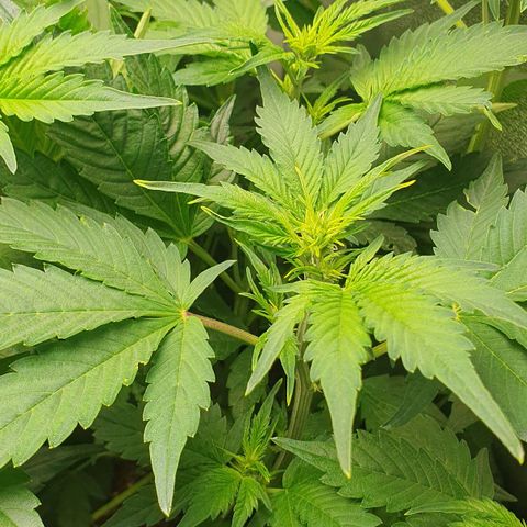 Royal Jack Auto #1Indoor Winter 2023/24 growlog photo: Inicia Floración!