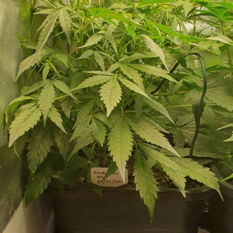 Royal Jack Auto #1Indoor Winter 2023/24 growlog photo: Inicia Floración!