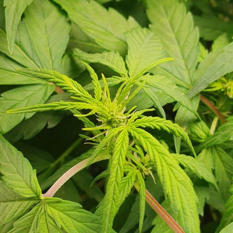 Blueberry Auto #1 Indoor Winter 2023/24 growlog photo: Inicio Floración