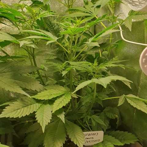 Blueberry Auto #1 Indoor Winter 2023/24 growlog photo: Inicio Floración