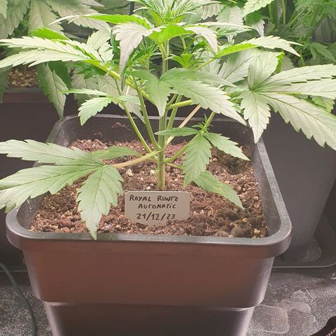 Royal Runtz Auto #1 Indoor Winter 2023/24 growlog timeline photo