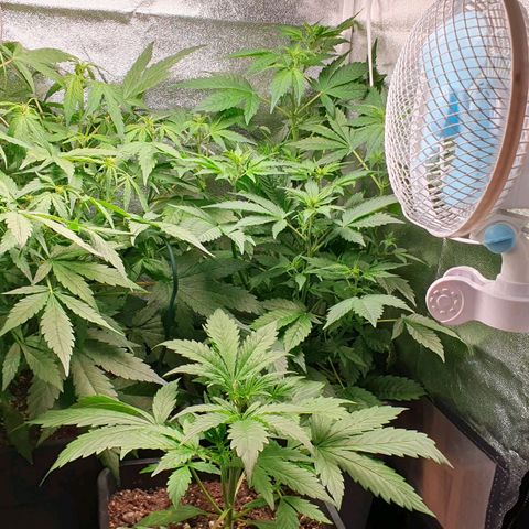 Blueberry Auto #1 Indoor Winter 2023/24 growlog timeline photo
