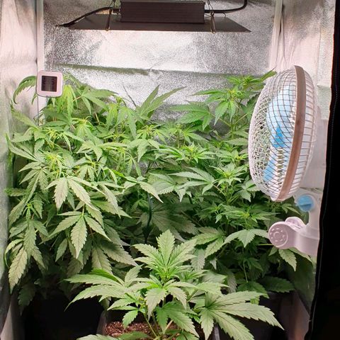 Blueberry Auto #1 Indoor Winter 2023/24 growlog timeline photo