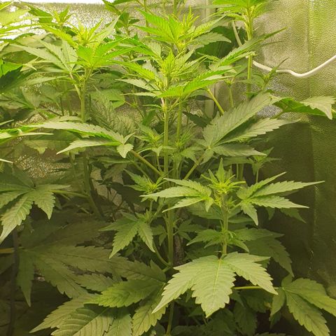 Blueberry Auto #1 Indoor Winter 2023/24 growlog timeline photo