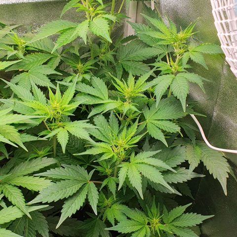Blueberry Auto #1 Indoor Winter 2023/24 growlog timeline photo