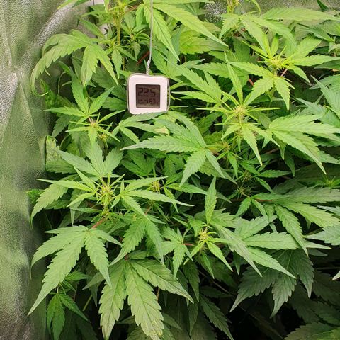 Royal Jack Auto #1Indoor Winter 2023/24 growlog timeline photo