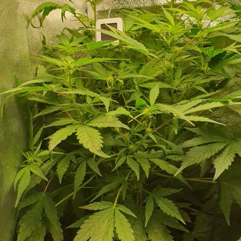 Royal Jack Auto #1Indoor Winter 2023/24 growlog timeline photo