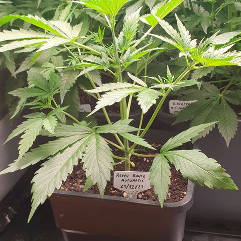 Royal Runtz Auto #1 Indoor Winter 2023/24 growlog timeline photo