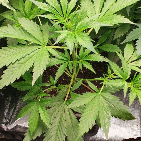 Royal Runtz Auto #1 Indoor Winter 2023/24 growlog timeline photo