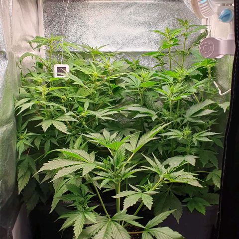Blueberry Auto #1 Indoor Winter 2023/24 growlog timeline photo