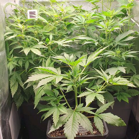 Blueberry Auto #1 Indoor Winter 2023/24 growlog timeline photo