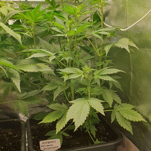 Blueberry Auto #1 Indoor Winter 2023/24 growlog photo: Fotos de después de la desfoliación y el LST