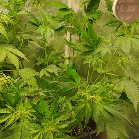 Blueberry Auto #1 Indoor Winter 2023/24 growlog photo: Fotos de después de la desfoliación y el LST