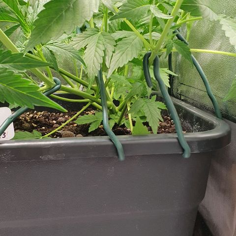 Blueberry Auto #1 Indoor Winter 2023/24 growlog photo: Fotos de después de la desfoliación y el LST