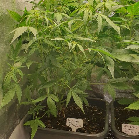 Royal Jack Auto #1Indoor Winter 2023/24 growlog photo: Fotos de después de la desfoliación y el LST