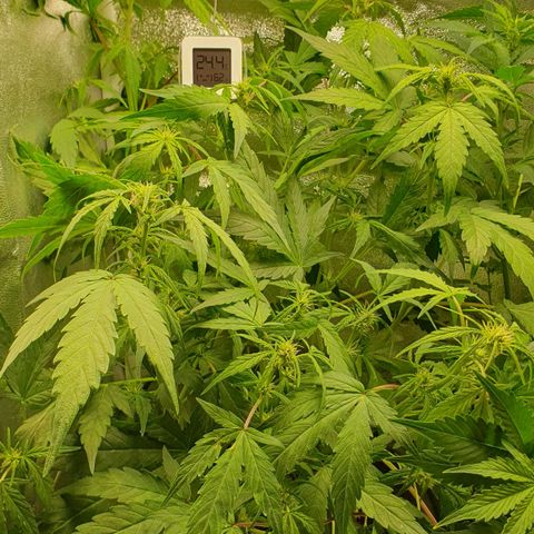 Royal Jack Auto #1Indoor Winter 2023/24 growlog photo: Fotos de después de la desfoliación y el LST