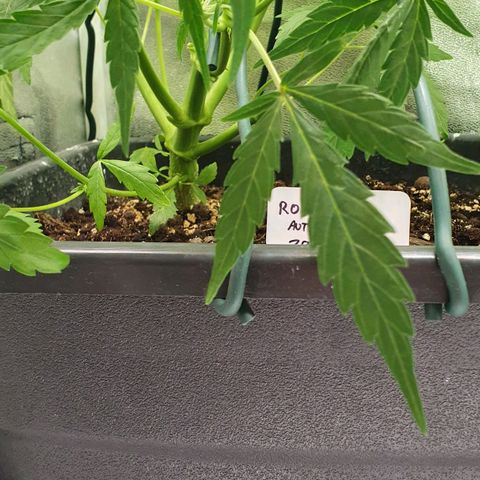 Royal Jack Auto #1Indoor Winter 2023/24 growlog photo: Fotos de después de la desfoliación y el LST