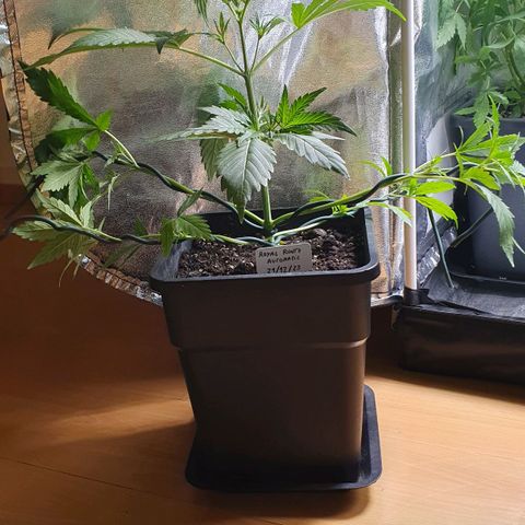 Royal Runtz Auto #1 Indoor Winter 2023/24 growlog photo: Fotos de después de la desfoliación y el LST