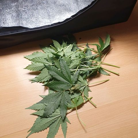 Blueberry Auto #1 Indoor Winter 2023/24 growlog timeline photo