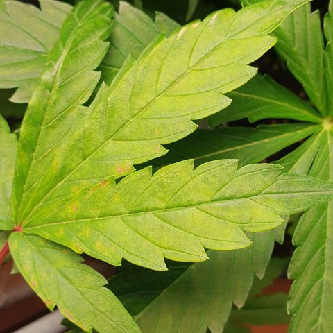 Blueberry Auto #1 Indoor Winter 2023/24 growlog photo: Hojas con manchas amarillas. Posible problema de pH -> Mala absorción de nutrientes -> Falta de Hierro