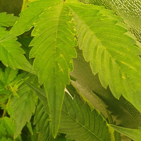 Blueberry Auto #1 Indoor Winter 2023/24 growlog photo: Hojas con manchas amarillas. Posible problema de pH -> Mala absorción de nutrientes -> Falta de Hierro