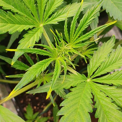 Blueberry Auto #1 Indoor Winter 2023/24 growlog photo: Hojas con manchas amarillas. Posible problema de pH -> Mala absorción de nutrientes -> Falta de Hierro