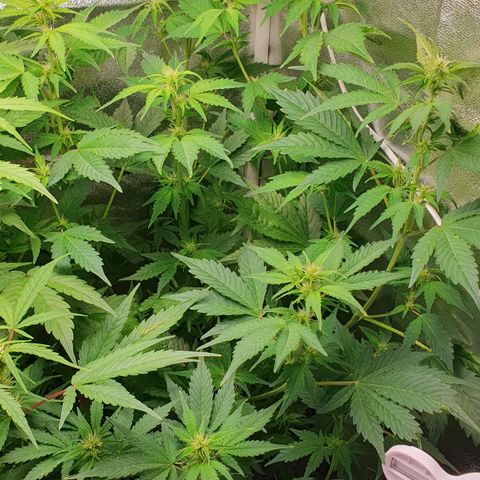 Blueberry Auto #1 Indoor Winter 2023/24 growlog timeline photo