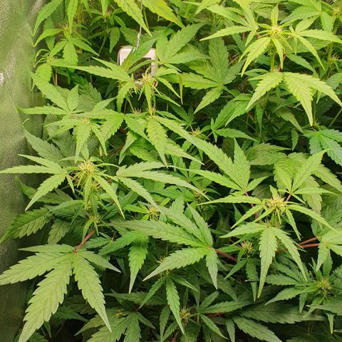 Royal Jack Auto #1Indoor Winter 2023/24 growlog timeline photo