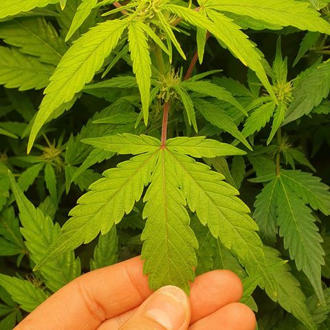 Blueberry Auto #1 Indoor Winter 2023/24 growlog photo: Tras haber hecho dos riegos con pH de 4.8 y 5.1 respectivamente, parece que el amarillo de las hojas se empieza a reducir, sobretodo en la mitad baja de la planta.