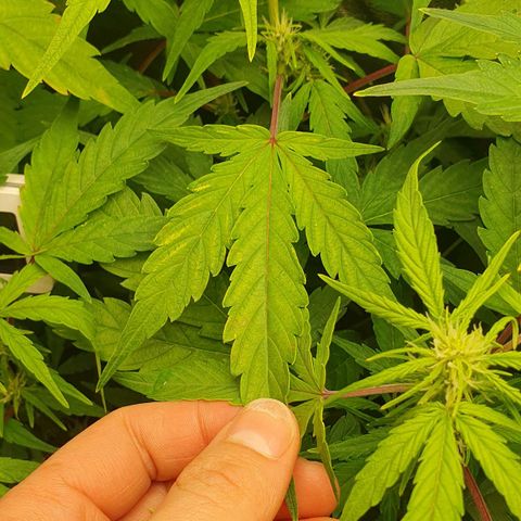 Blueberry Auto #1 Indoor Winter 2023/24 growlog photo: Tras haber hecho dos riegos con pH de 4.8 y 5.1 respectivamente, parece que el amarillo de las hojas se empieza a reducir, sobretodo en la mitad baja de la planta.