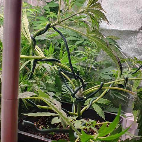 Royal Runtz Auto #1 Indoor Winter 2023/24 growlog photo: Antes y después de la poda Apical y el LST